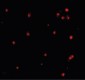 Apg7 / ATG7 Antibody (N-Terminus)